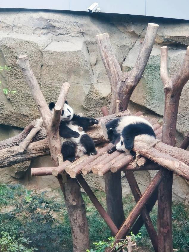 五天四晚带父母旅行经典方案附靠谱导游！麻将胡了2模拟器试玩国庆节川渝当地团(图3)