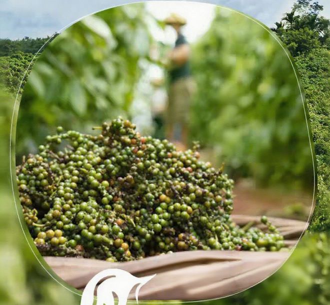 码:胡椒的“辣”到底从哪里来?麻将胡了2试玩网站解锁风味密(图5) 码:胡椒的“辣”到底从哪里来?麻将胡了2试玩网站解锁风味密(图5)